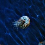 The Oceanic Effects of eCommerce